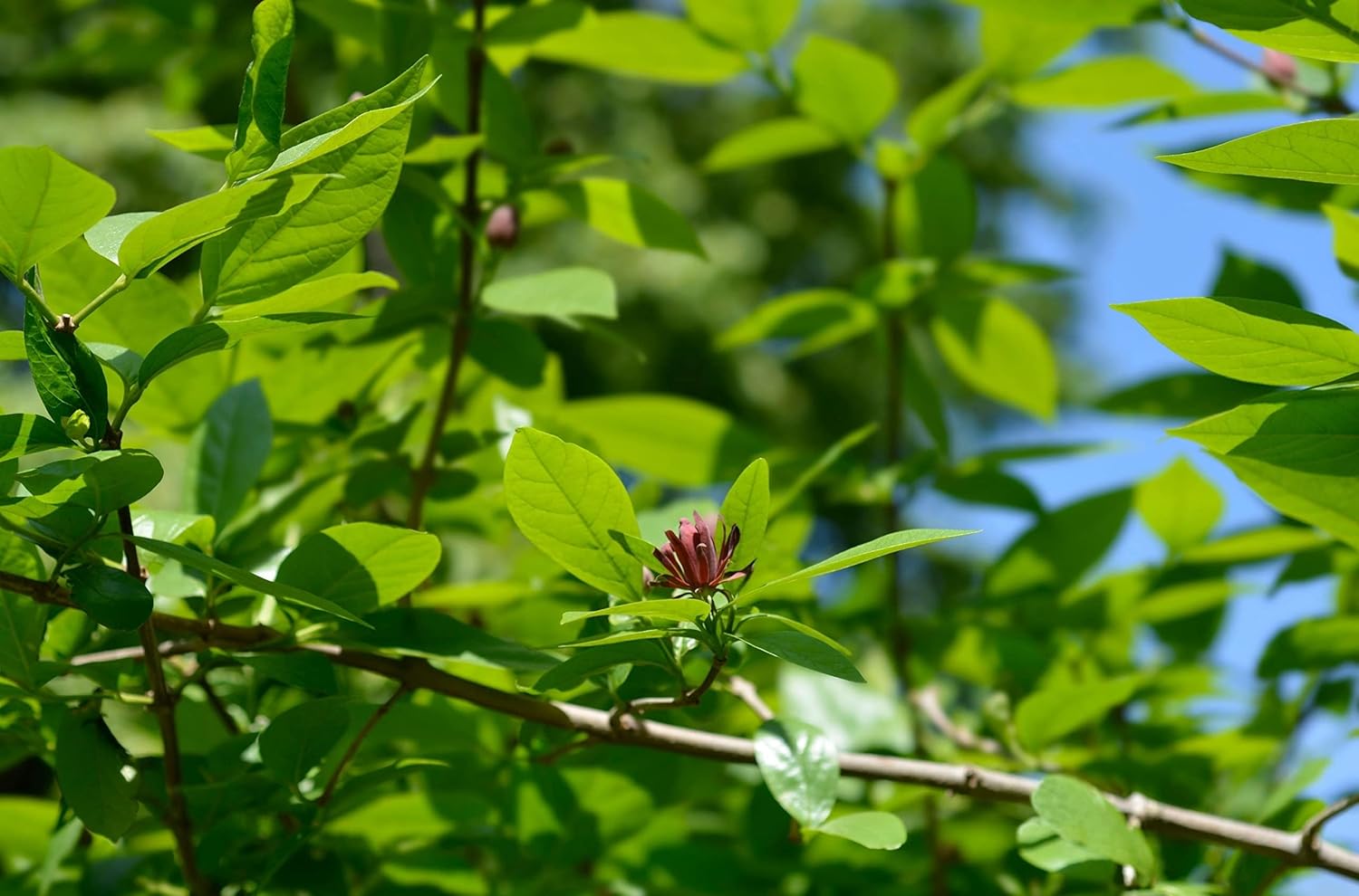 TriStar Plants - Eastern Sweetshrub - Carolina Allspice - 1 Gallon Trade Pot, 2'-3'ft Tall, Established Roots Potted, Calycanthus Floridus, Fast Growing Trees, Flowering Shrubs