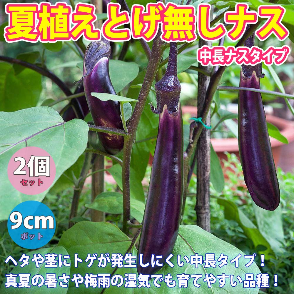 Amazon.co.jp: ナス苗 夏植えすずなりとげ無しなす苗(中長ナスタイプ