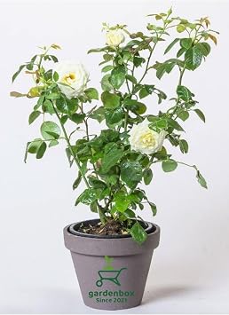 Beyaz Renk G l Fidan  1 Adet Saks l  30-50Cm Bah e Bitkisi