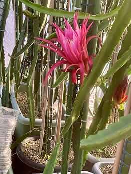 71fl2EGUWXL._AC_UF350, 71fl2EGUWXL._AC_UF350,