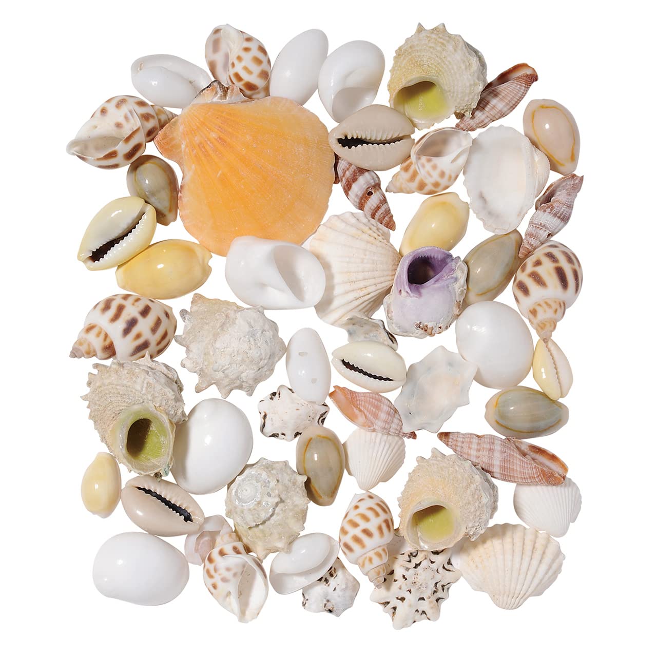 Meyo 7175 貝殻10点 Amazon.co.jp: Tokyodo FD005549-zzz Dried Flower