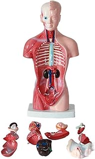 Study Model Human Torso Model 26Cm Human Torso Anatomy Model Detachable Structure Model Anatomical Model SaiFei