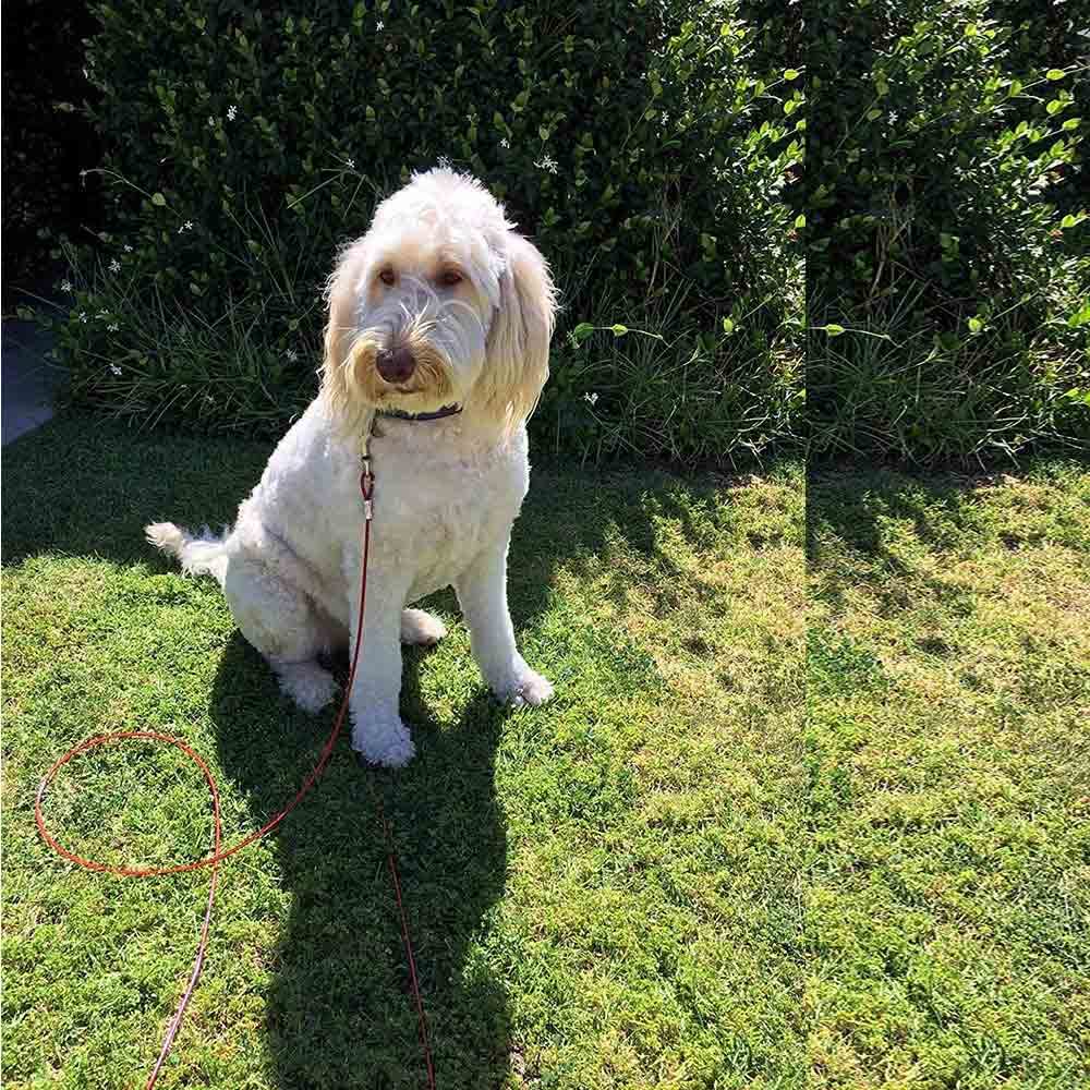 Vetrineinrete® Picchetto a Spirale con Cavo guinzaglio palo con Corda per Cani 4 mt da Giardino M63