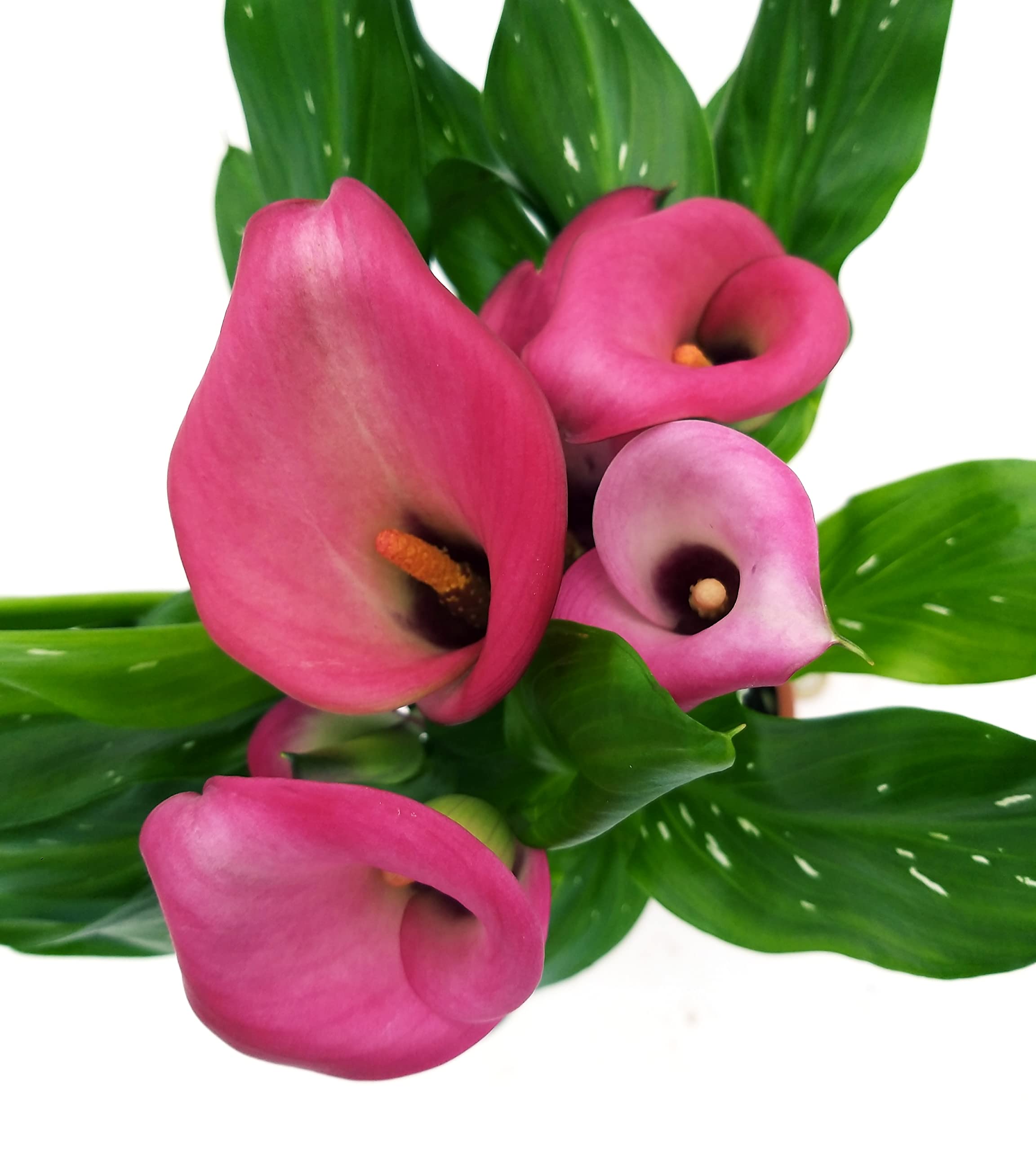 POWERS TO FLOWERS - CALLA DA GIARDINO TRIS, GIALLA, ROSA e BIANCA, VASO 14CM, CONSEGNATE AD INIZIO FIORITURA, Piante vere