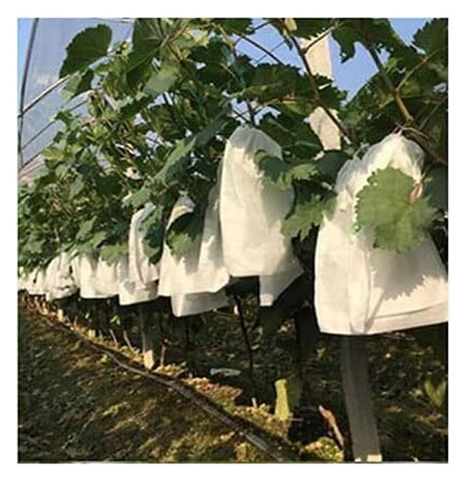 JFGCTYHXY Fruit protection bags, 100Pcs Drawstring Style Grape Protect Bag, Fruit Protection Bags Mesh, Agriculture Against Insect Pouch(240mm by 350mm)