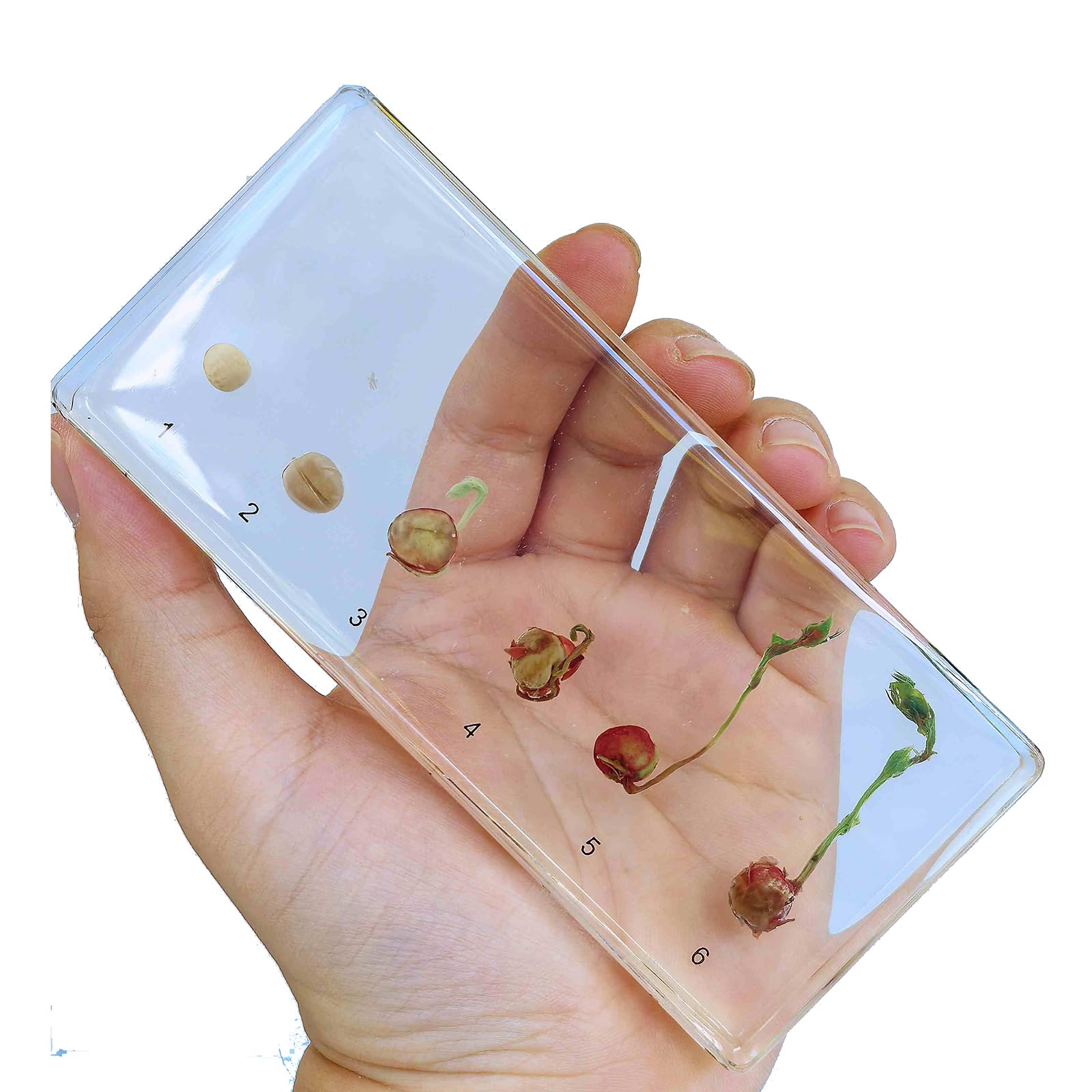 FHUILIJH Soya Bean Germination Process Specimen - Plant Leaves in Resin Specimen - Transparent Crystal Paperweights,Clear,16c