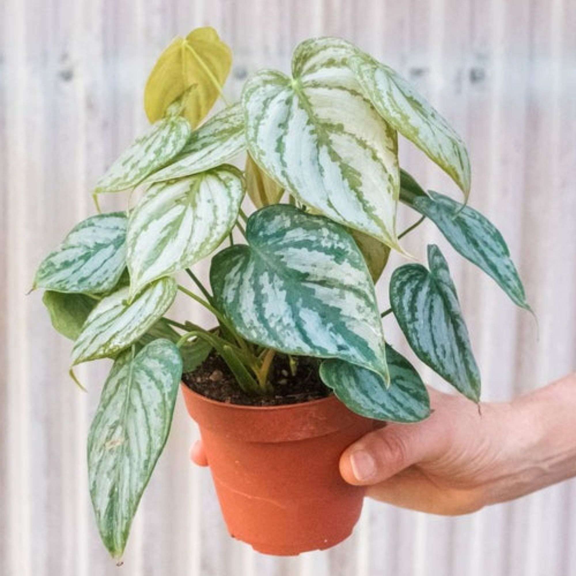 codiaeum plant Codiaeum variegatum 'Red Jester'