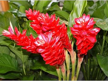 Hawaiian Red Ginger Plant 6-10 Tall Rooted in 2 Pot Grow Hawaii Discount Hawaiian Gifts