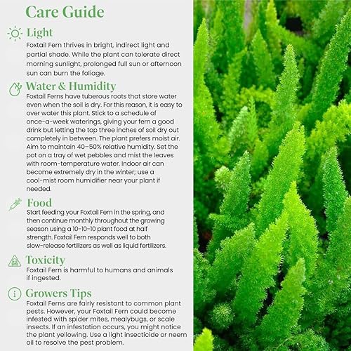 Vista 4 de American Plant Exchange Planta de helecho cola de zorro viva, maceta para decoración del hogar y jardín, maceta de 10 pulgadas