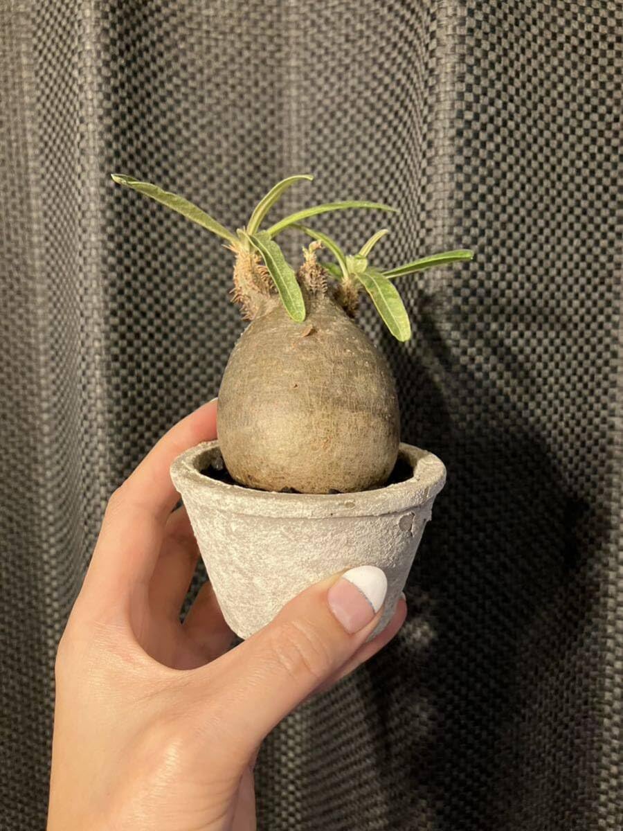 Amazon.co.jp: パキポディウムグラキリス 塊根植物 発根済 鉢 Amazon.co.jp: パキポディウムグラキリス 塊根植物 発根済 鉢