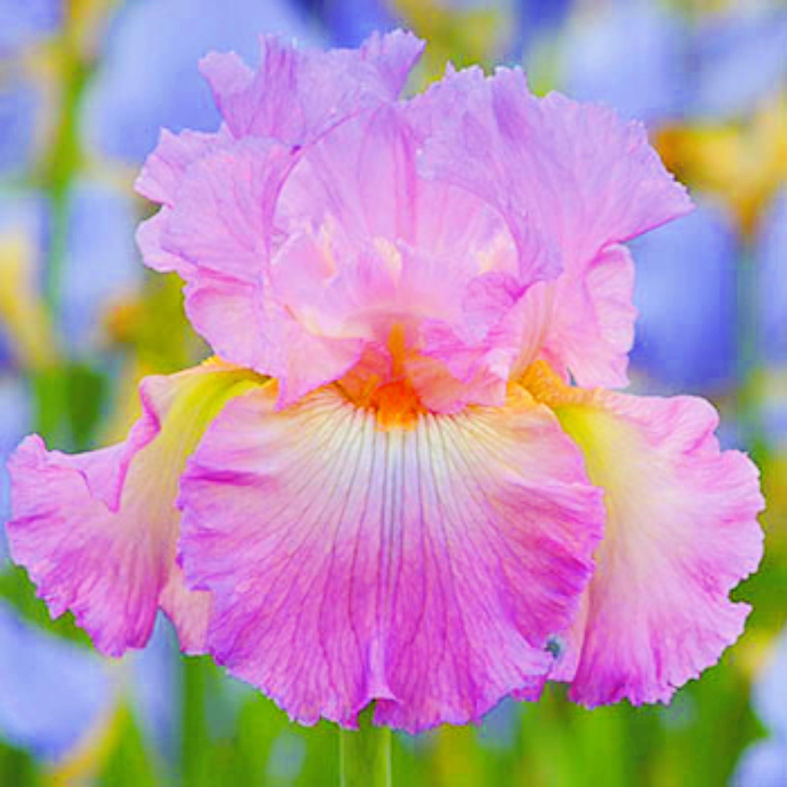 Iris Bulbs-Iris Bulbs for Planting Now UK,Hardy Perennial,Wedding Flowers,Plant Bulbs,Garden Flowers-4bulbs-b