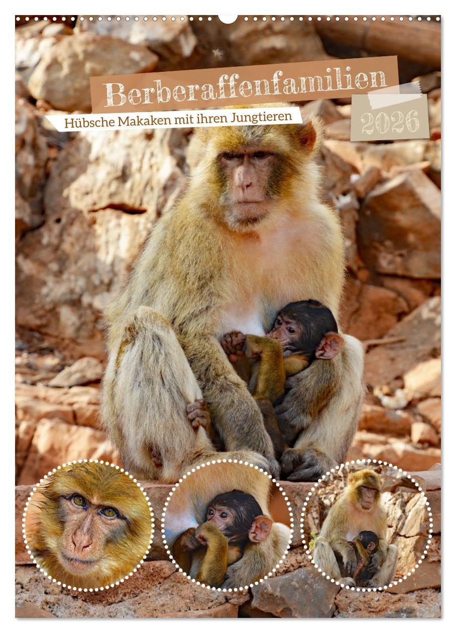Berberaffenfamilien (Wandkalender 2026 DIN A2 hoch), CALVENDO Monatskalender: Hübsche Makaken mit ihren Jungtieren (CALVENDO Tiere)