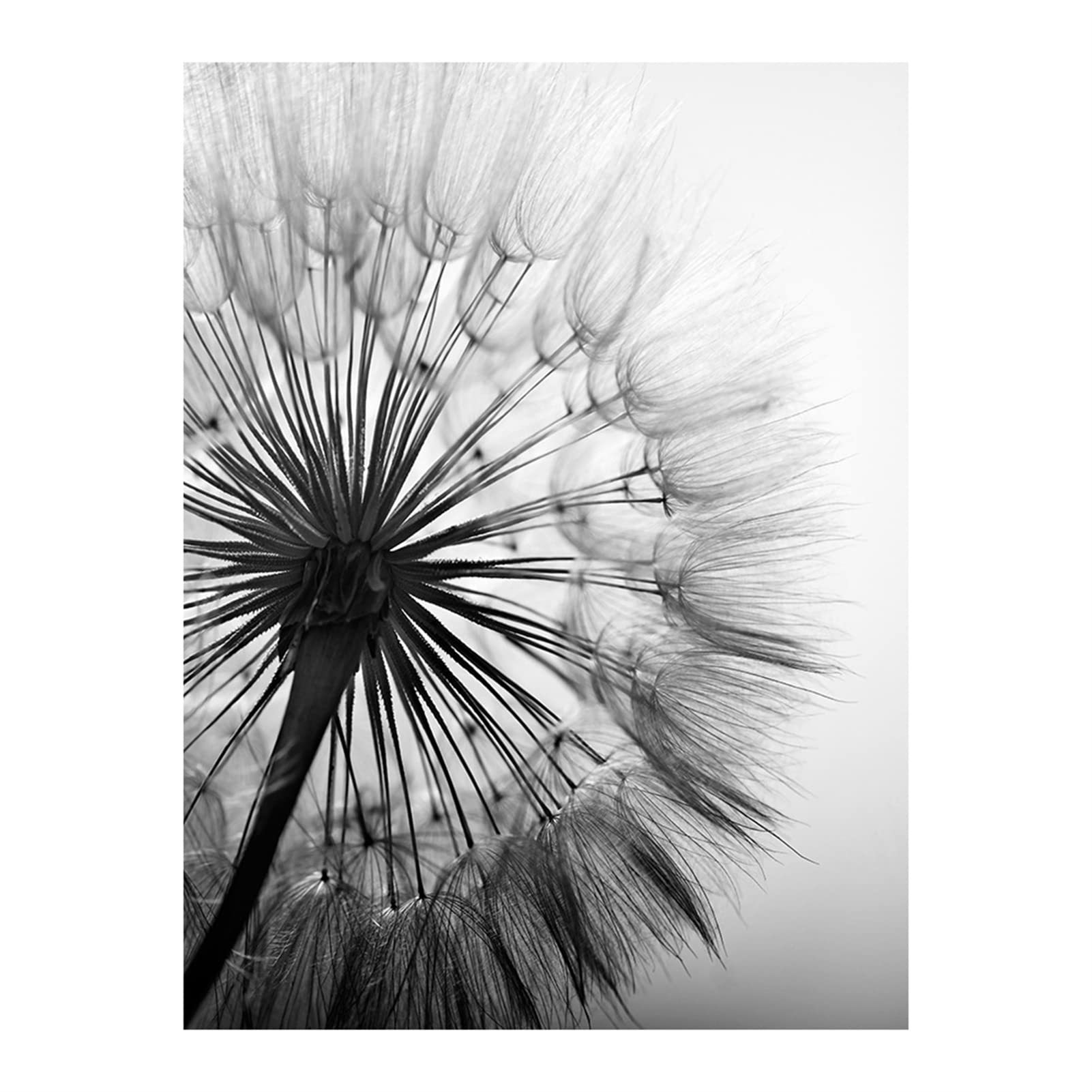 TROYSINC Set di 3 poster di design da parete, fiore di campo senza cornice, stampa su tela, poster d'arte in bianco e nero per la decorazione del soggiorno (50x70cm)