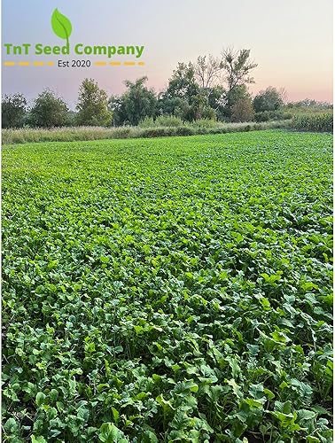 Miniatura 2 de Dawrf Essex, semilla de colza, semillas de parcela de alimentos, semillas de 12 acre, Brassica, semillas de parcela de alimentos de ciervo y pavo,