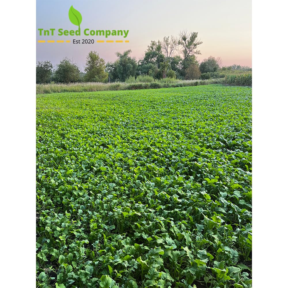 TnT Seed Company Dawrf Essex Rapeseed, Food Plot Seed, Seeds 1/2 Acre, Brassica, Deer and Turkey Food Plot Seed, Cold Tolerant, Easy to Plant and Maintain, Fall Planting, 5 lb Bag