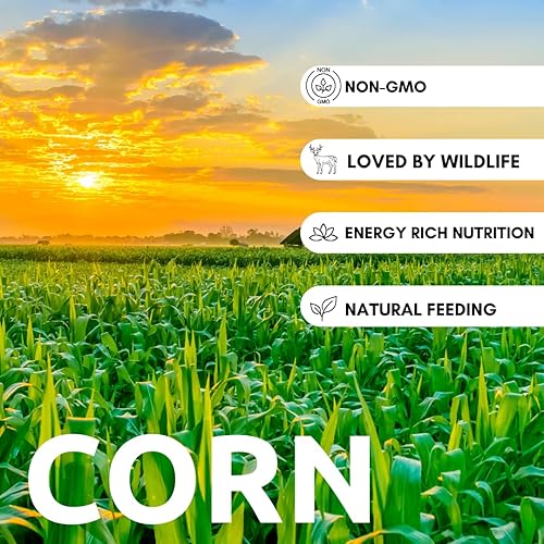 Miniatura 2 de 5 libras de maíz entero CZ Grain - Haz harina de maíz - Maíz amarillo cultivado en Iowa. Ideal para tortillas - ciervos, patos, pavo - Maíz Masa