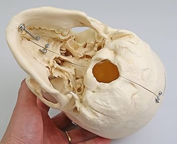 Amazon.co.jp: 頭蓋骨の繊細で複雑な解剖学的構造をより自然に再現した