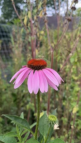 Miniatura 3 de Semillas de Echinacea Pupurea (Echinacea purpurea) 75 Semillas (0.02 oz) por Smoke Camp Crafts