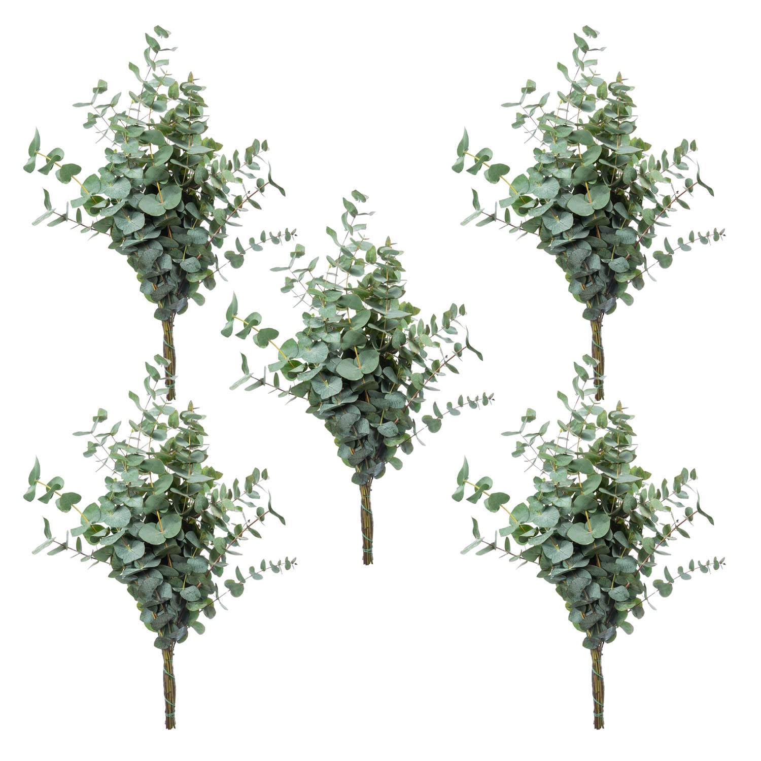 5 Bund Eukalyptus Zweige - 50 cm - Frische Schnittblumen Stiele für die Vase - Echte Stiele - Eukalyptusblätter zur Deko oder Hochzeit - Greenery - Natur