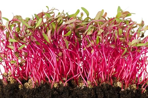 Miniatura 4 de Semillas de remolacha, semillas de germinación de remolacha, microverde, brotación, 16 onzas, sin OMG  Marca Country Creek Acres  Alta germinación