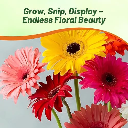 Miniatura 4 de Outsidepride Colorbloom Mix - Semillas de gerbera, 10 piezas perennes, compactas y de bajo mantenimiento, semillas de flores para plantar con flores