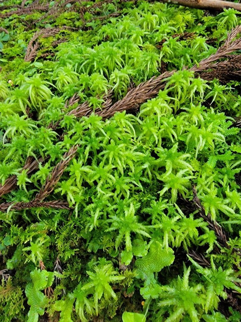 【国産】生水苔/ナマミズゴケ Amazon｜国産生水苔ナマミズゴケ｜観葉植物 オンライン通販
