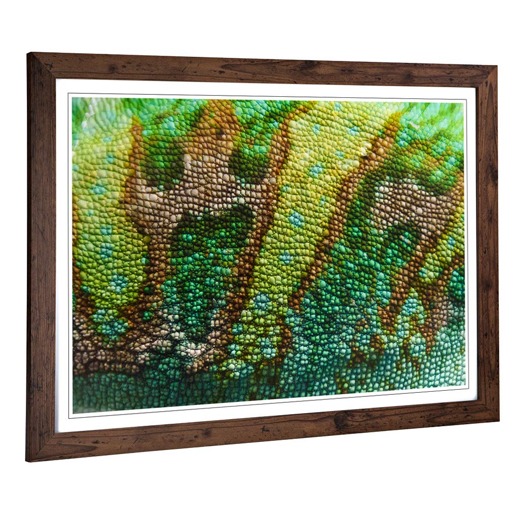 Big Box Art Framed Print of Chameleon Lizard Reptile (5) Design | Wall Art Picture | Home Decor for Kitchen, Living, Dining Room, Bedroom, Hallway, Office, Walnut, A2 / 24.5x18 Inch / 62x45cm