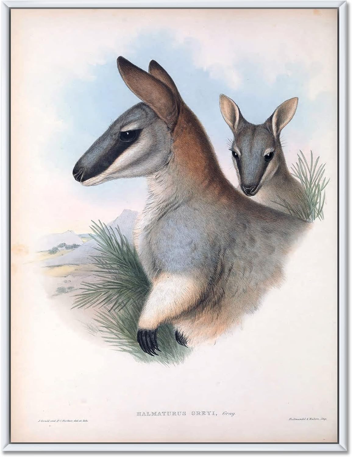 Vintage Kangaroo - Farmhouse Framed Canvas Wall Art Print