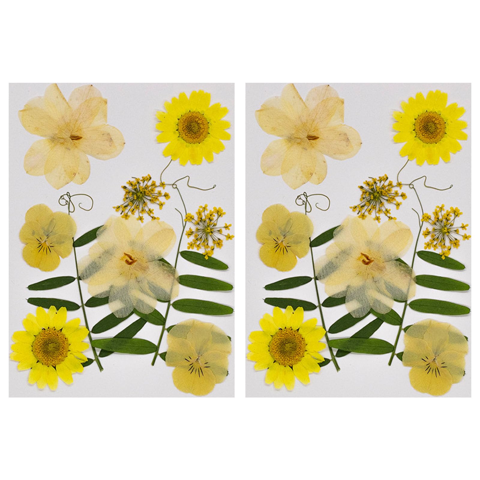 Carotoe Just Like The Warm S 20Pcs Natural Dried Flower For Bookmarks Jewelry Making Natural Pressed Dried Flower Leaves For Art Craft Pressed Craft Supplies