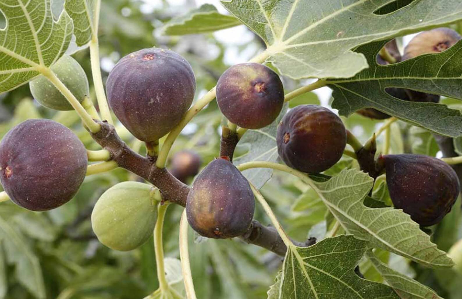 M-Tech Gardens Rare Hybrid Fig " Chicago " Exotic 30 Fruit Seeds for Growing (B0BNPQVMN3) Amazon Price History, Amazon Price Tracker