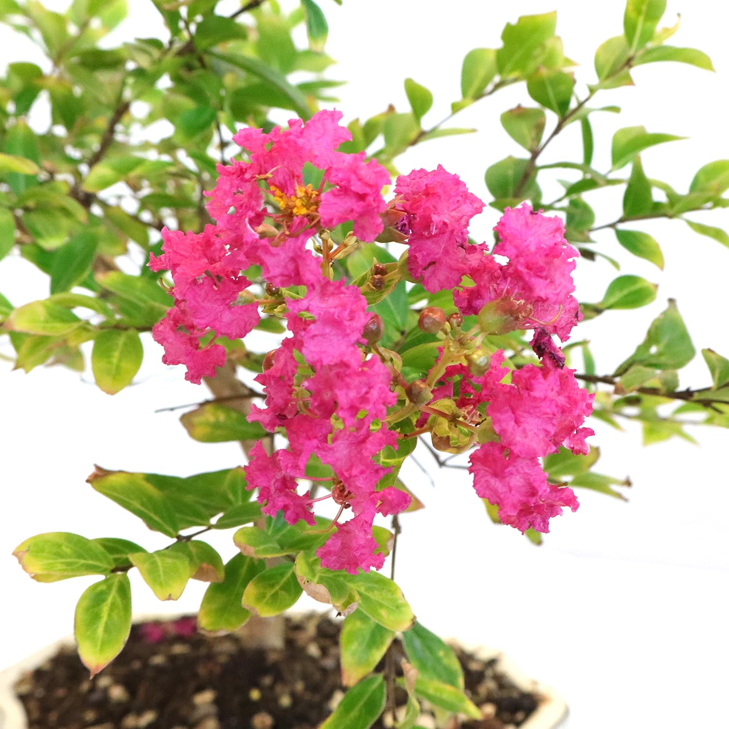 KENTIS - Bonsai di Lagerstroemia Indica Vero - Mirto Crespo - Pianta da Esterno - Balcone Terrazzo Giardino - Vaso in Ceramica 21 cm