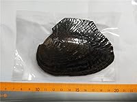 Vista 3 de 1 ostra con 25 perlas ovaladas arcoíris dentro de cada ostra, mini monstruos, ostras de monstruo arcoíris, ostra de mamá grande