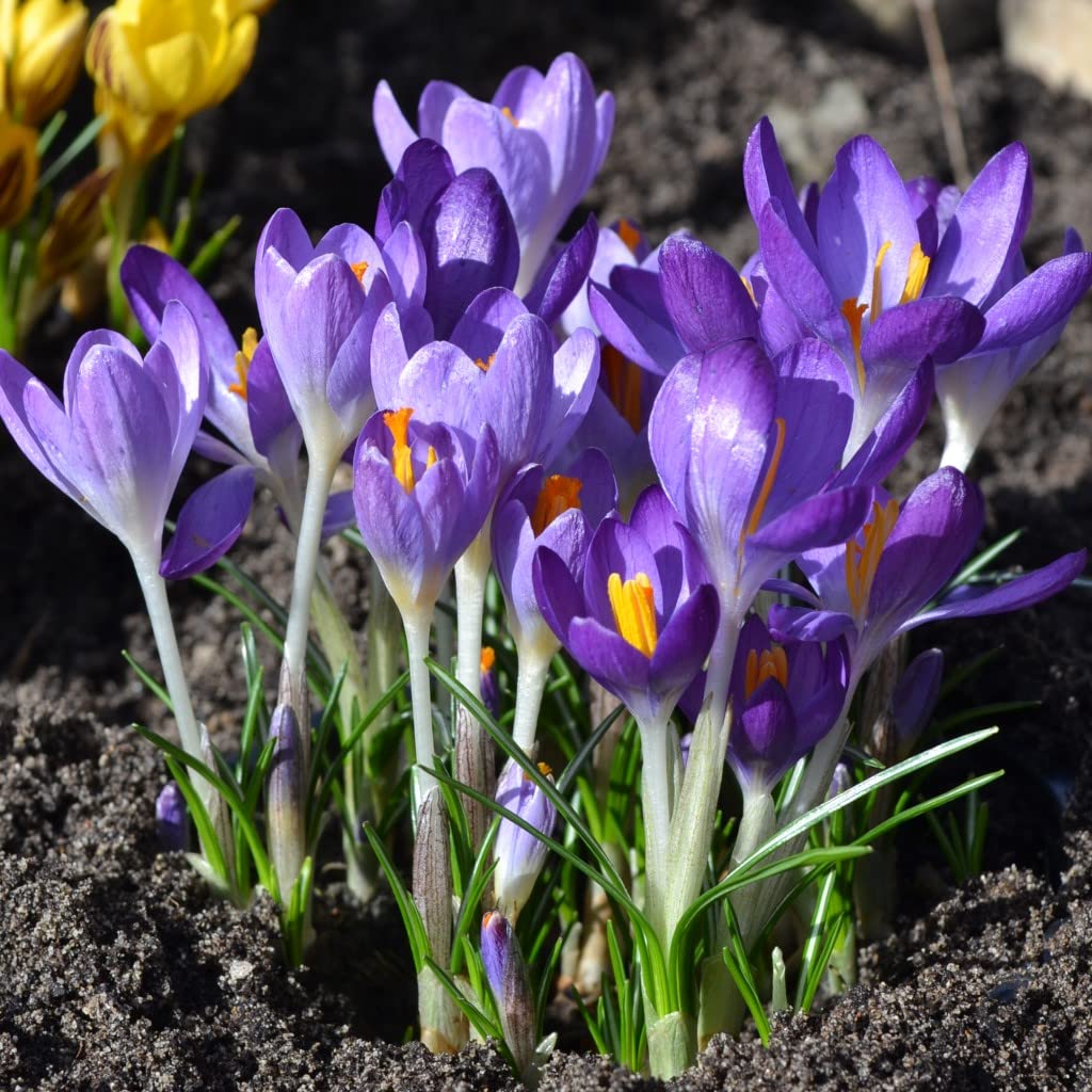 Blumenzwiebeln Krokuszwiebeln Elfenkrokous Crocus tommasinianus Whitewell Purple (100 Zwiebeln)