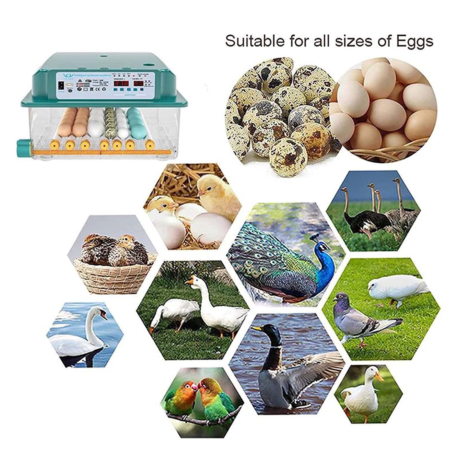 Incubadora de pollitos para el hogar, Incubadora de criadora, Incubadora automática de huevos, Incubadora de pollitos, Granja controladora de incubadora para el hogar, para incubar ( 176 pieces)