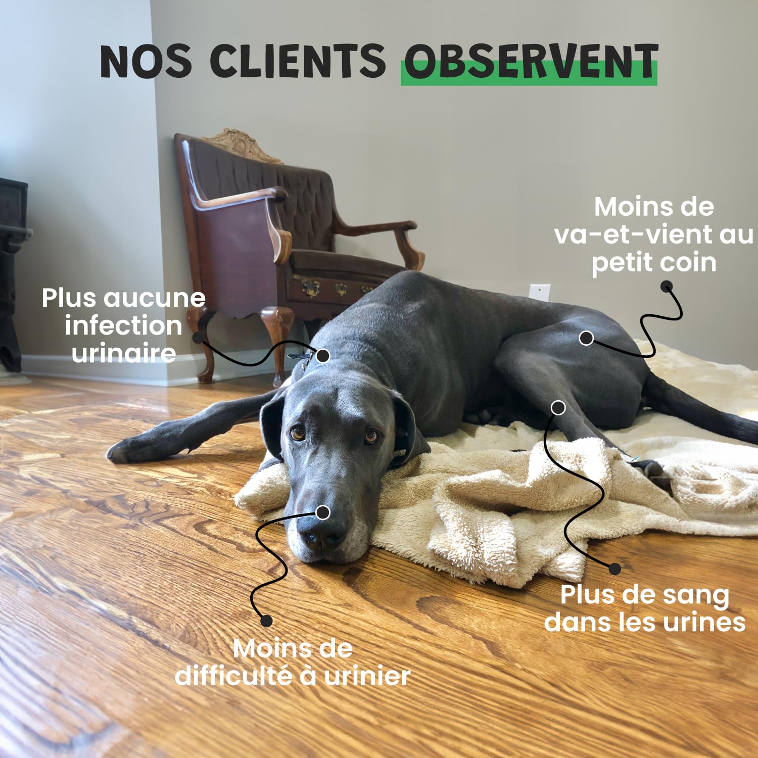 Museau & Co Urino Régule – Infection Urinaire Chien – 200ml – Cystite Chien & Chat, Anti-inflammatoire, Soutien Vessie & Reins, Confort Urinaire Fabriqué en France