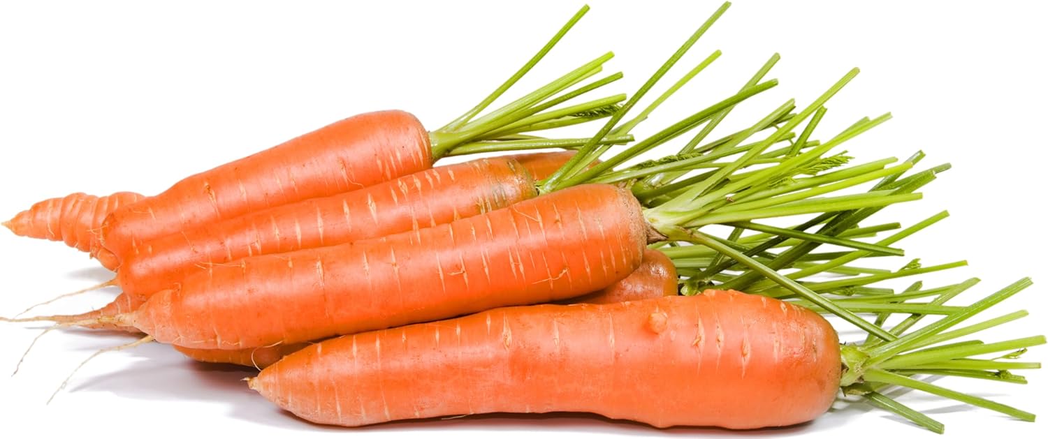 2000 Little Fingers Heirloom Carrot Seeds Non-GMO USA Grown - Baby Carrots for Pots Small Gardens