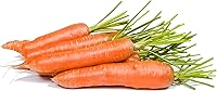 2000 Little Fingers Heirloom Carrot Seeds Non-GMO USA Grown - Baby Carrots for Pots Small Gardens