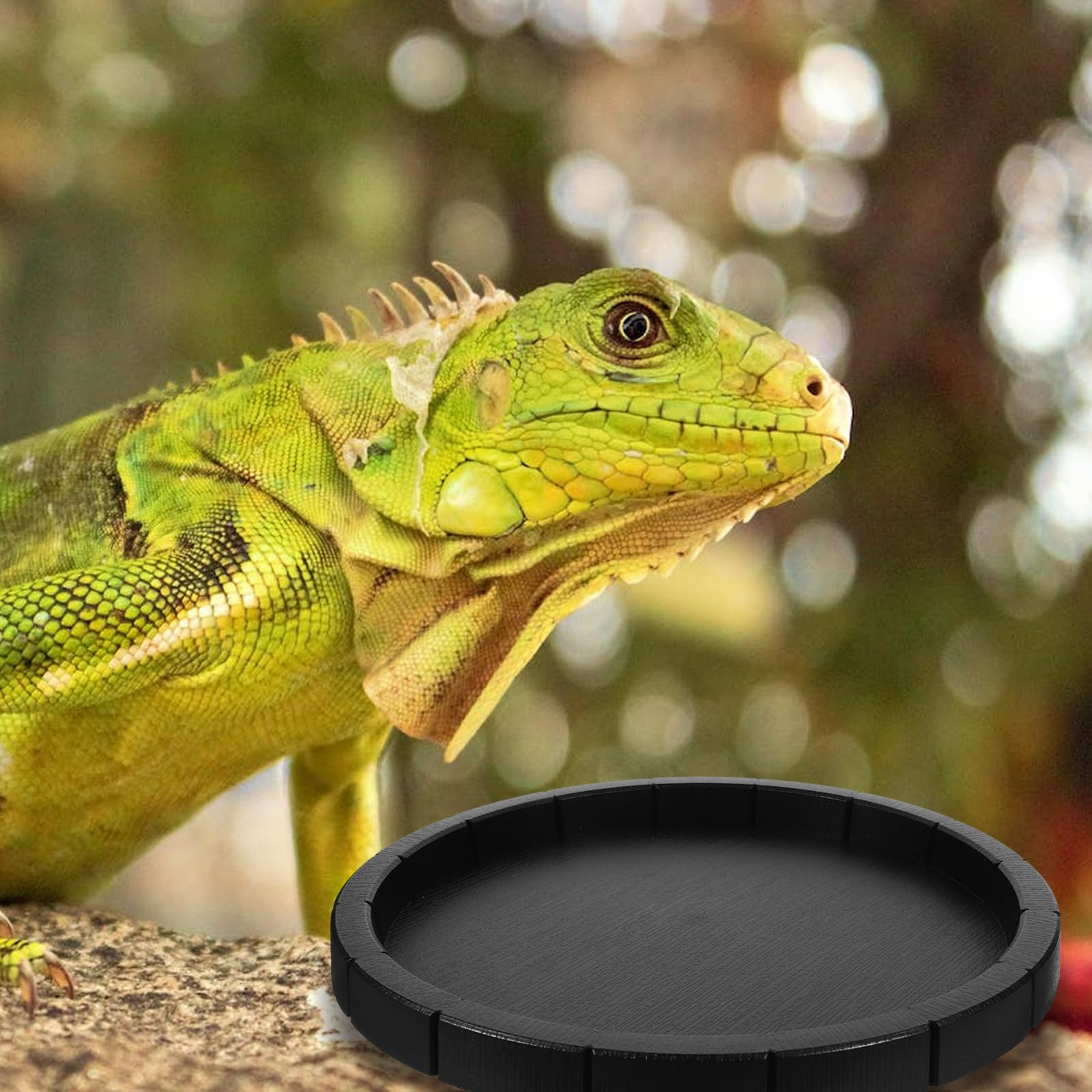 iplusmile Runde Futterschale Für Reptilien Und Amphibien – Keramik Trinkschale Und Wassernapf Für Schildkröten Terrarien Hygienisch Und Pflegeleicht 2 Stück 6.7 Zoll Durchmesser