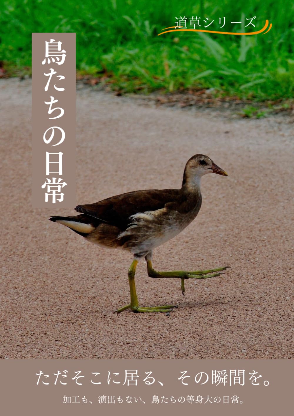 鳥たちの日常: 加工も演出もない、鳥たちの記録 (道草シリーズ)