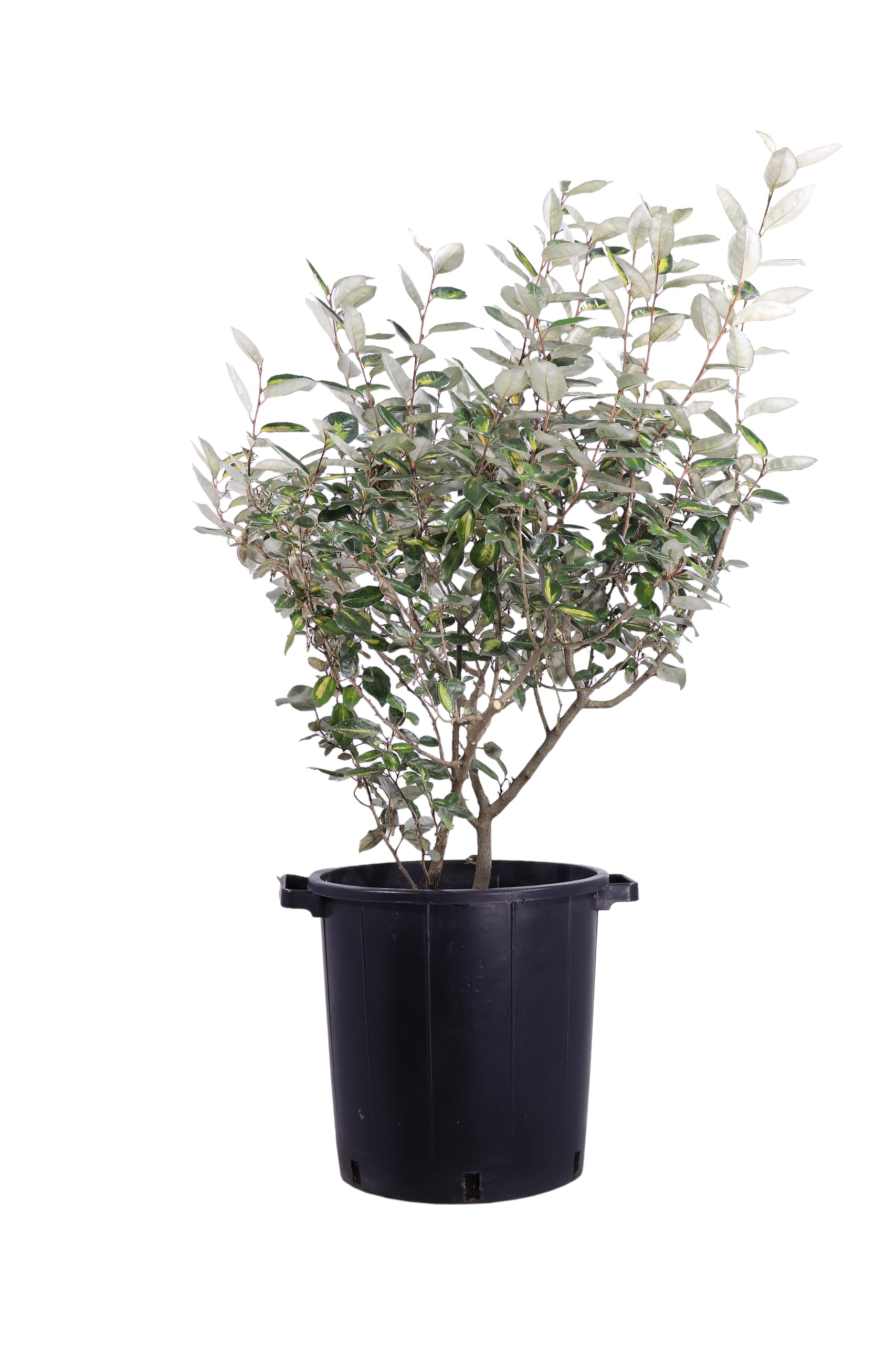 Pianta vera di Eleagnus X Ebbingei Viveleg o Eleagnus variegato cespuglio ornamentale da siepe da esterno venduta da eGarden.store (Vaso 35 cm)