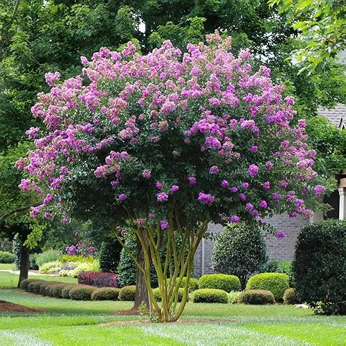Miniatura 4 de Crape Myrtle Muskogee  3 plantas vivas  Lagerstroemia Indica  Hermoso árbol floreciente de lavanda de bajo mantenimiento