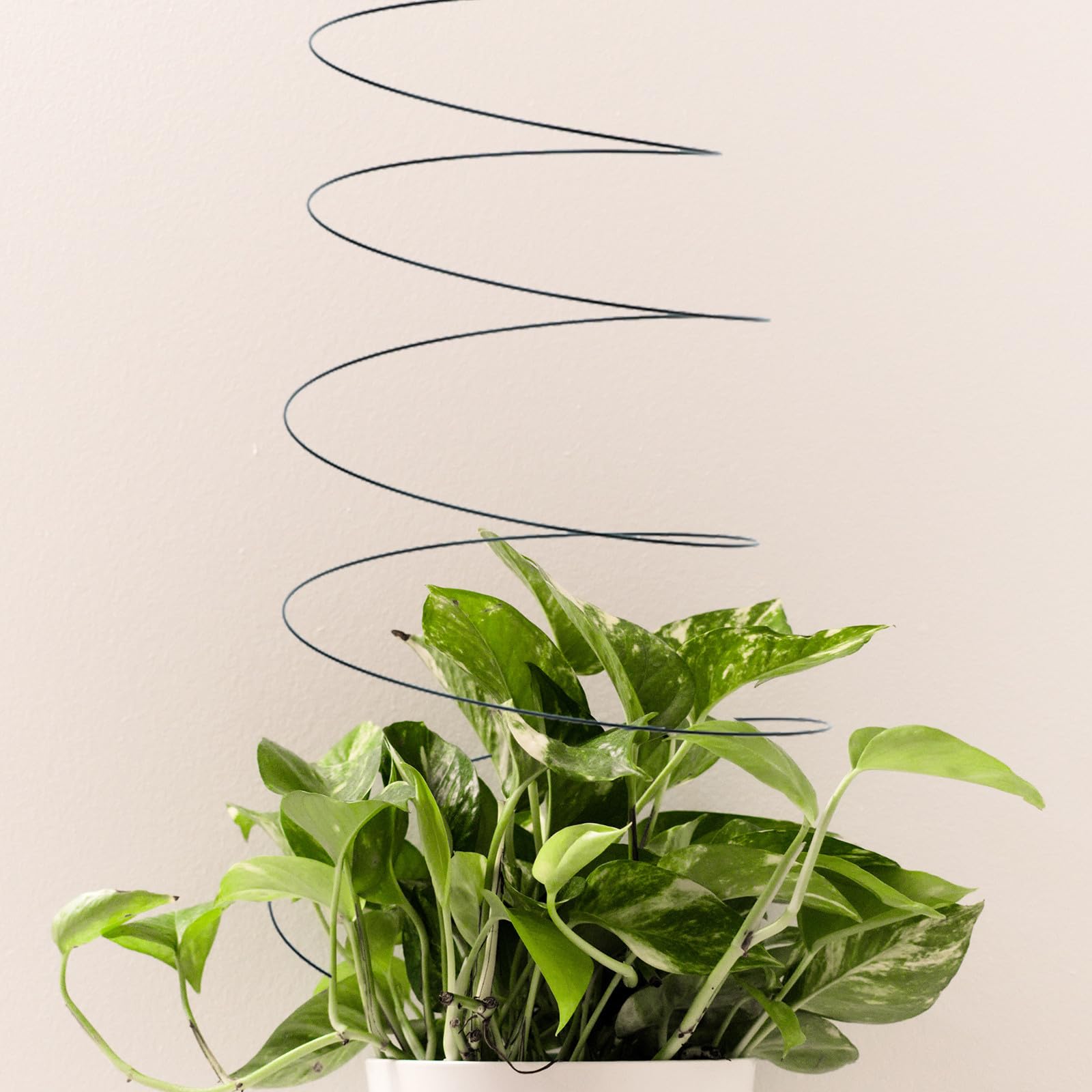 Tuteurs Spirales pour Plantes, Lot de 2, Acier Inoxydable, Réutilisables