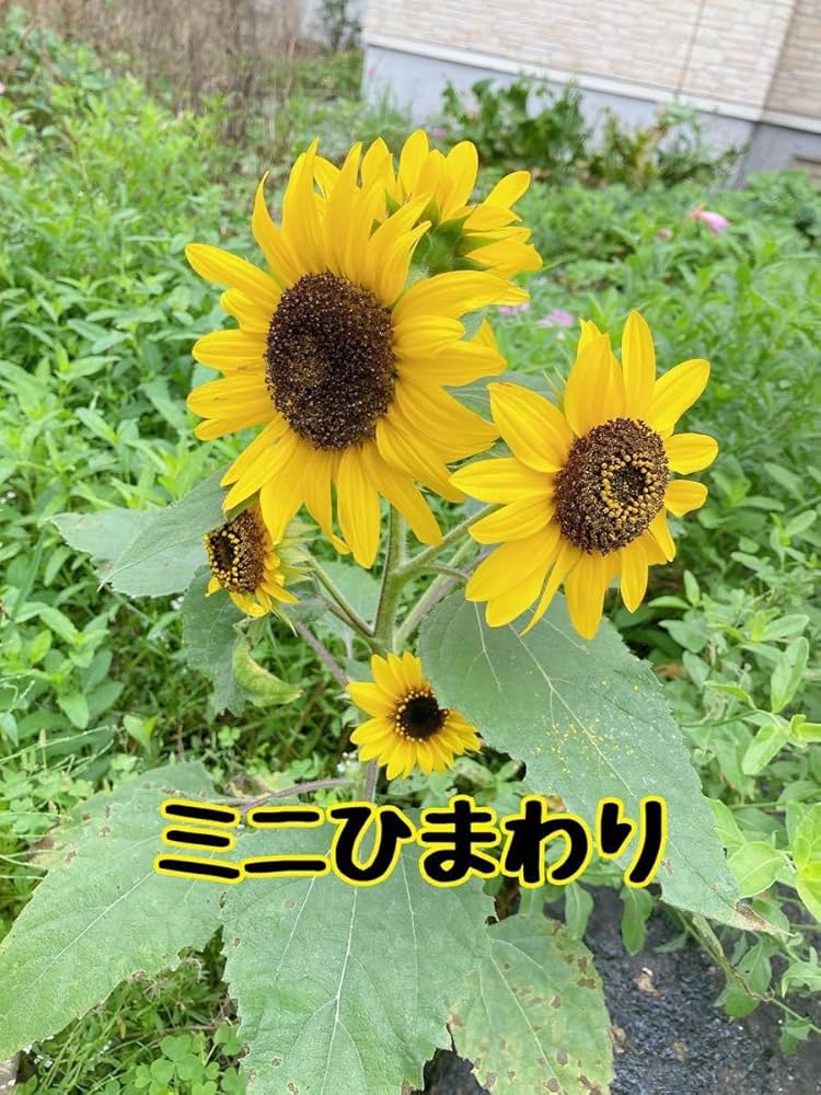 ☆1、＊ひまわり＊様ご購入苗✿㉕-297㉕-409㉕-503㉕-520㉕-532 Amazon.co.jp: 枝咲きミニひまわり 花の種30粒 : DIY・工具