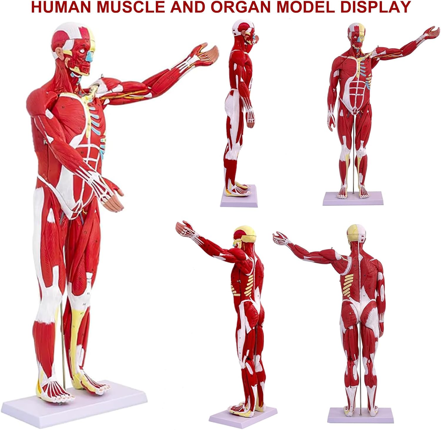 Human Anatomy Muscle Model, 27 Part 1/2 Life Size 33” Human Body Muscular System Model with Removable Organs and Muscle Anatomy Includes Color Product Manual, for Medical Educational Training