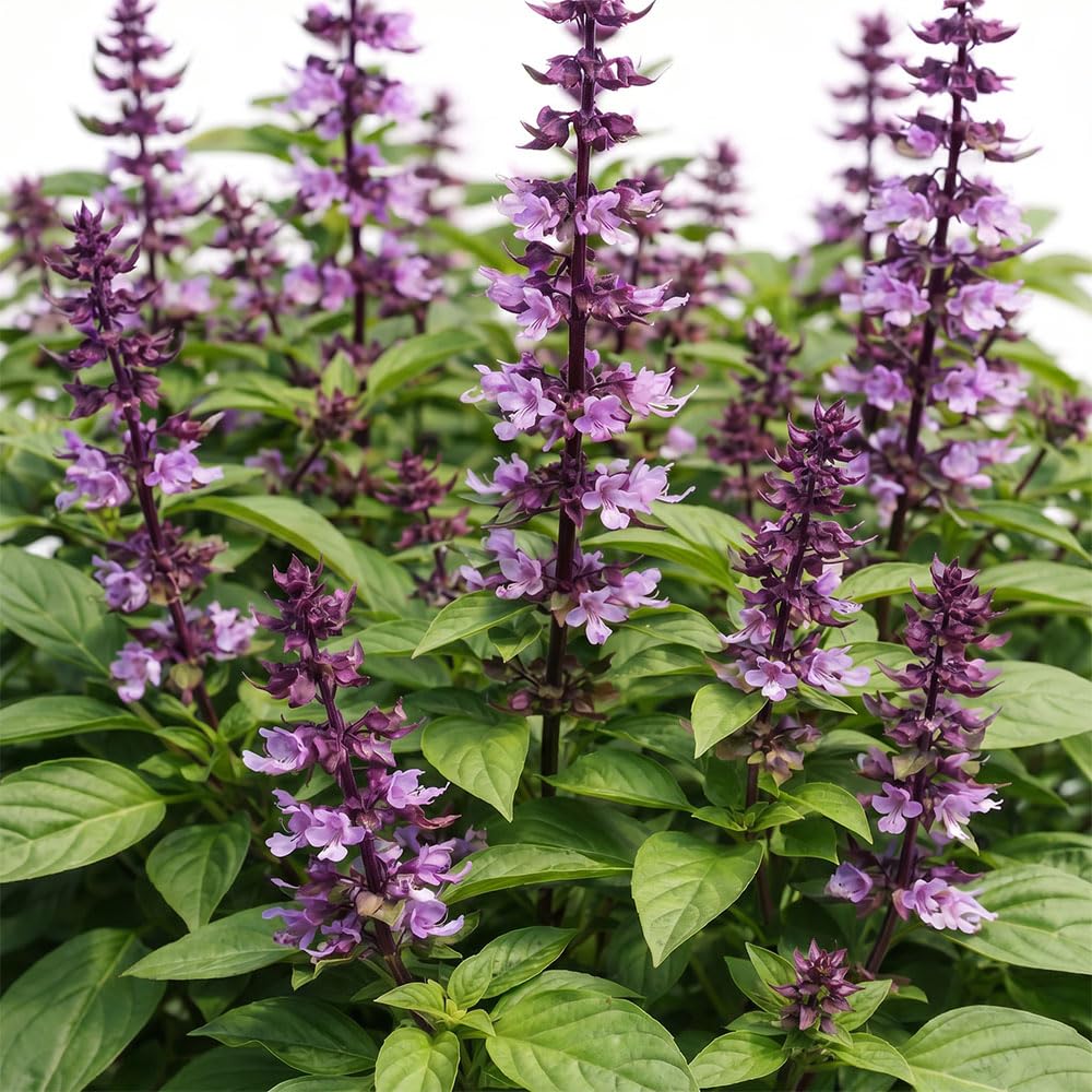 Basil Queen of Sheba Seeds – Aromatic Culinary & Ornamental Herb – Purple Flowering Basil – Ideal for Pots & Garden Borders – Summer Growing