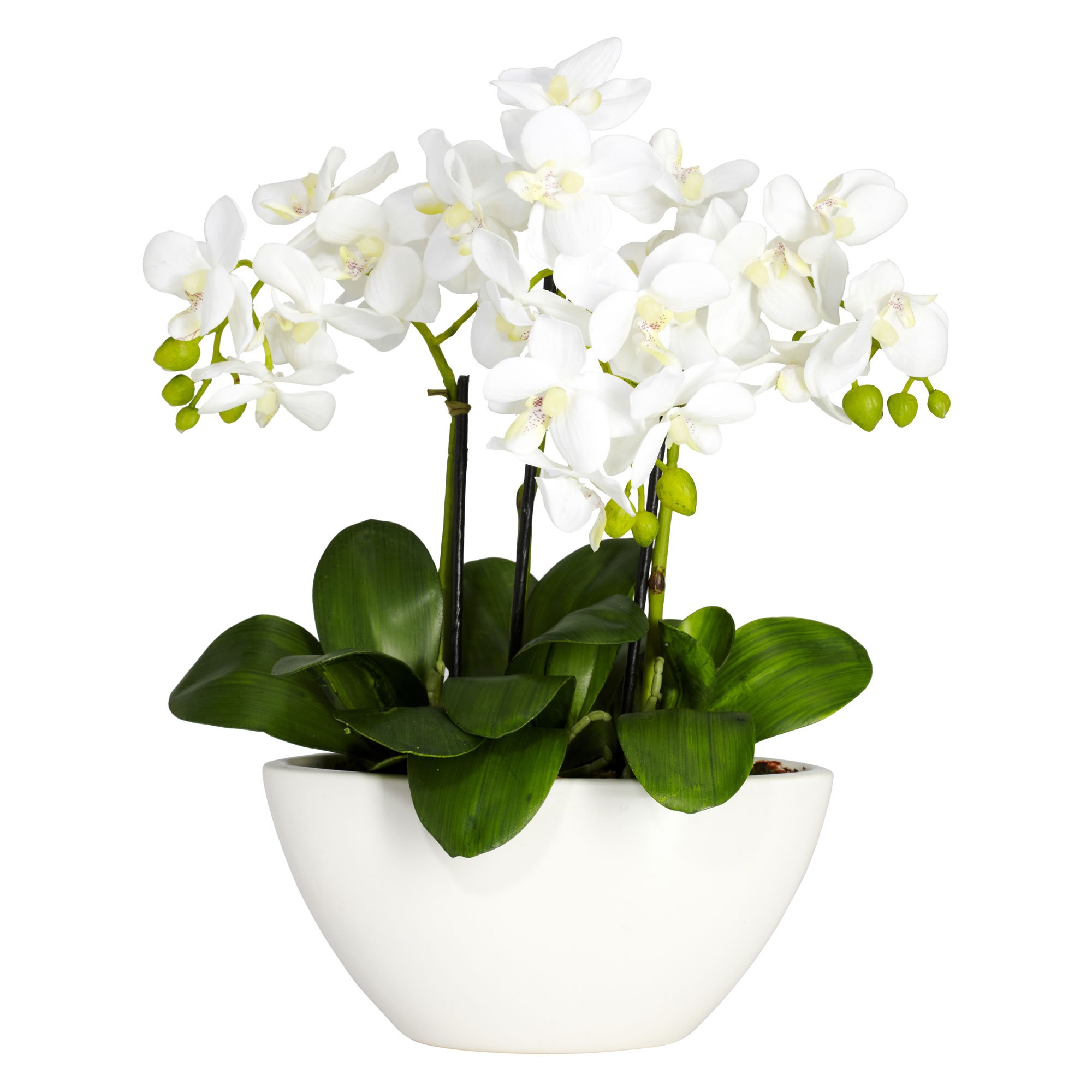 Artificial Orchid Plants Uk Decor For You