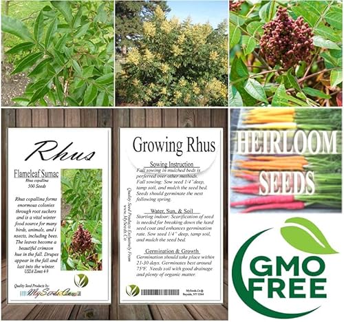 Rhus Copallina (Flameleaf Sumac, Shining Sumac, Dwarf Sumac) Tree Seed, Tiny, Greenish-Yellow Flowers, Showy Red Clusters Of Fruits, You Choose The Quantity (10 Packs) #TOP6