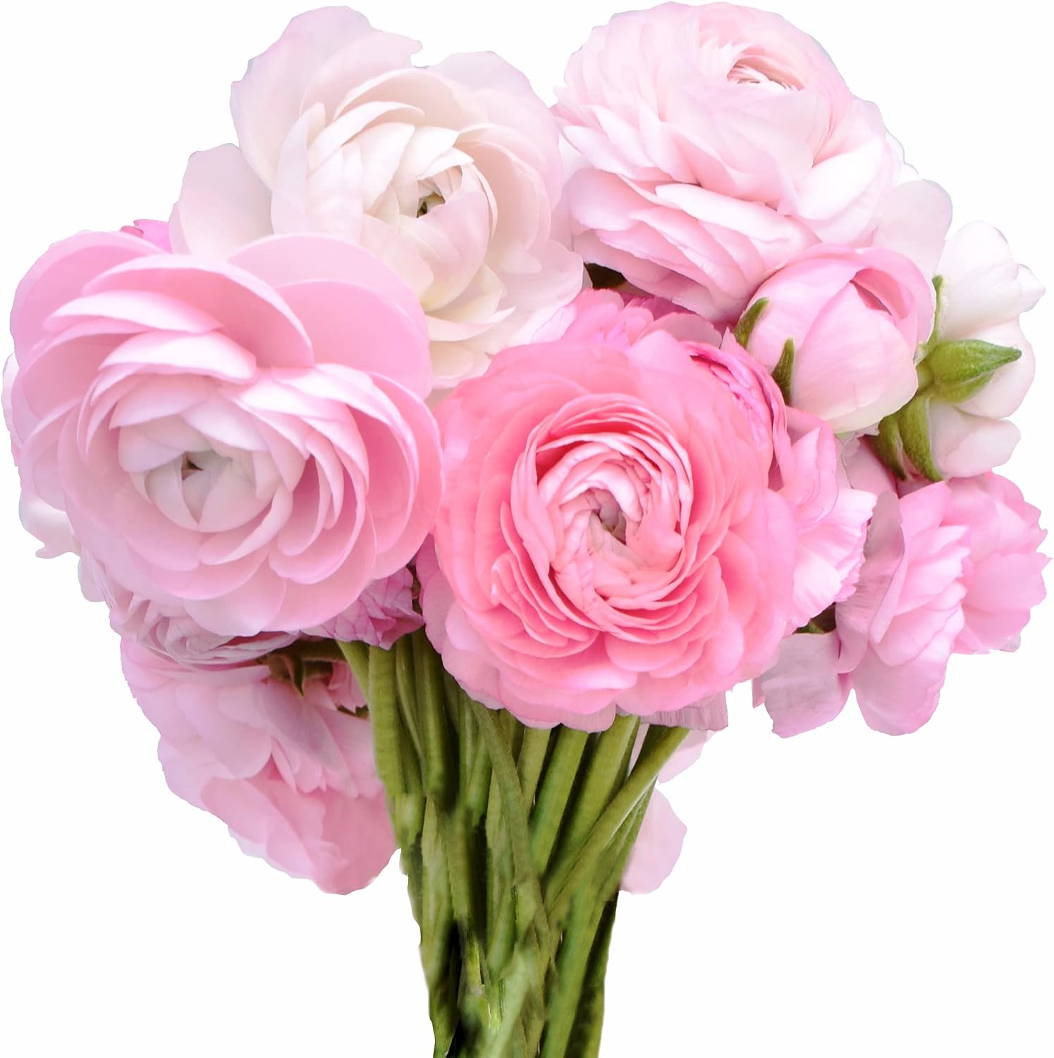 Amazon.com : Greenchoiceflowers Ranunculus, Fresh Cut Flowers, Fresh ...