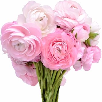 Greenchoiceflowers Ranunculus, Fresh Cut Flowers, Fresh Flowers for Delivery 60 Stems, Pink