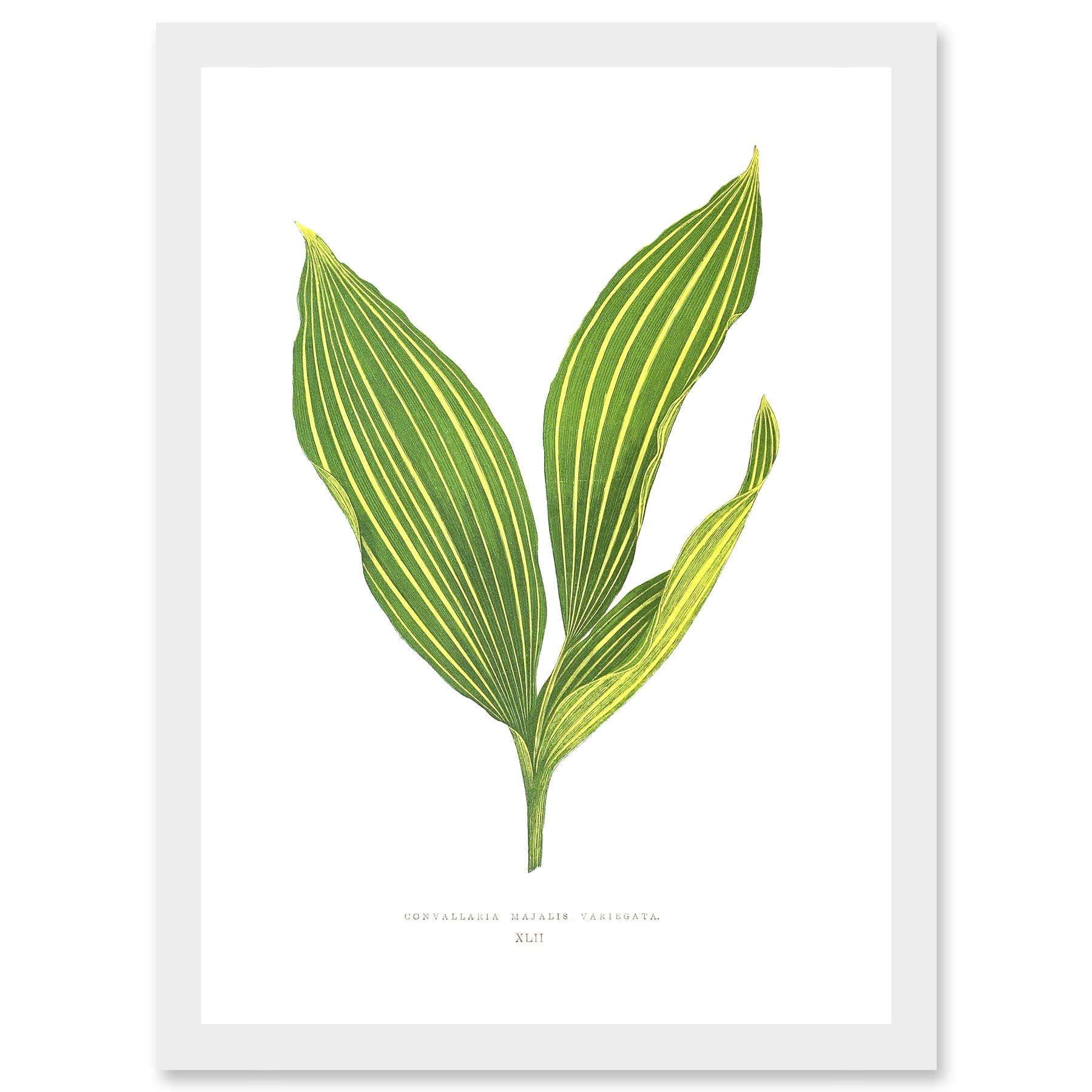 Wee Blue Coo Leaf Convallaria Majalis Variegata Lilly of the Valley Artwork Framed Wall Art Print A4